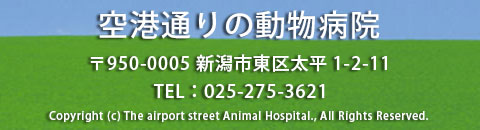 新潟市東区　空港通りの動物病院