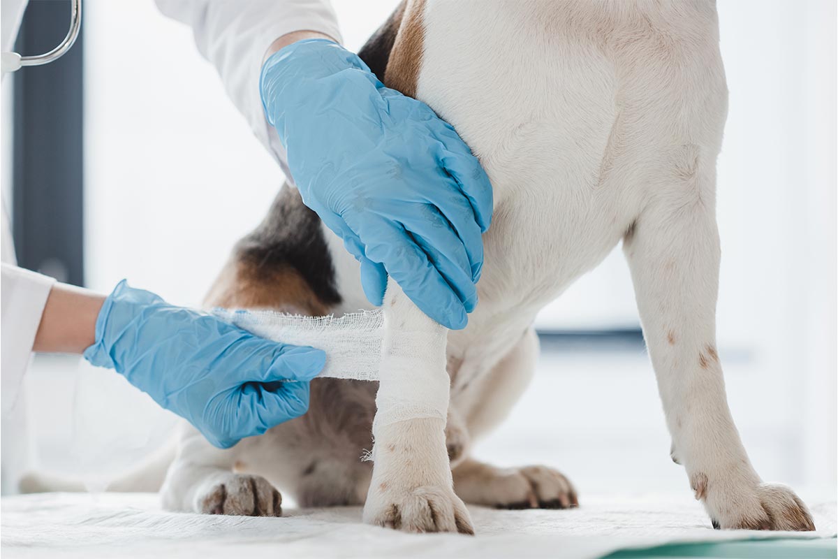 犬の前足に包帯を巻いているところ