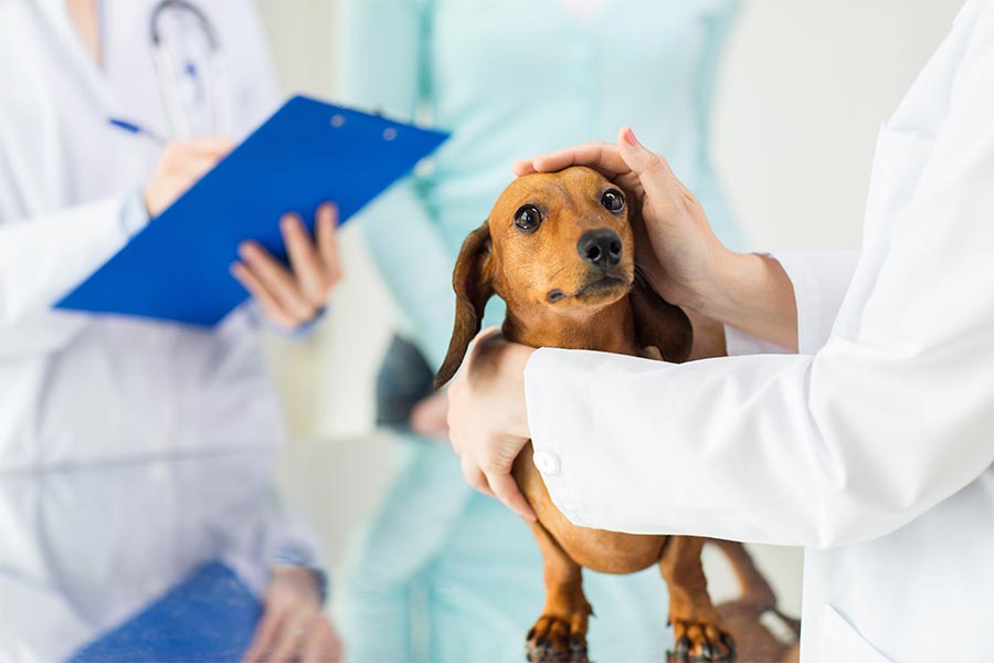 白衣の２人が犬を抱っこして向かい合っている