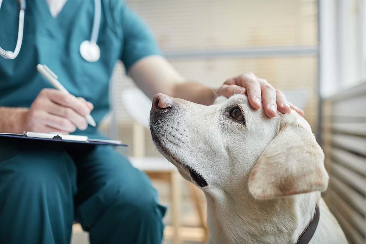 獣医が犬の頭をなでている様子