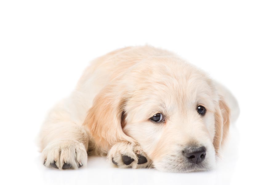 犬が伏せている様子