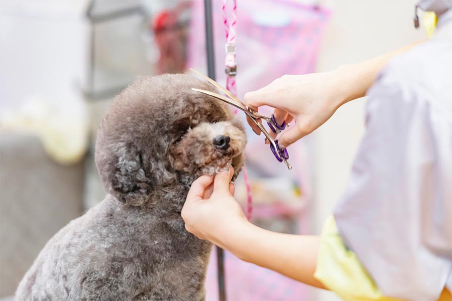 トリミングしている犬