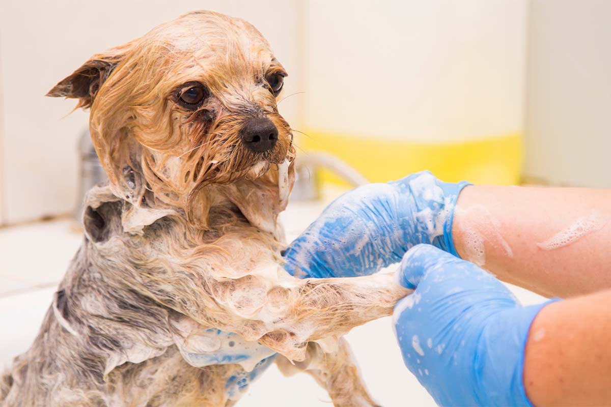 犬がシャンプーしている様子