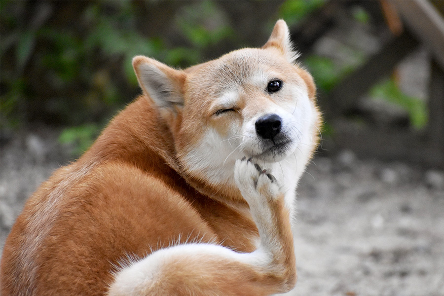 顔を搔いている犬の写真