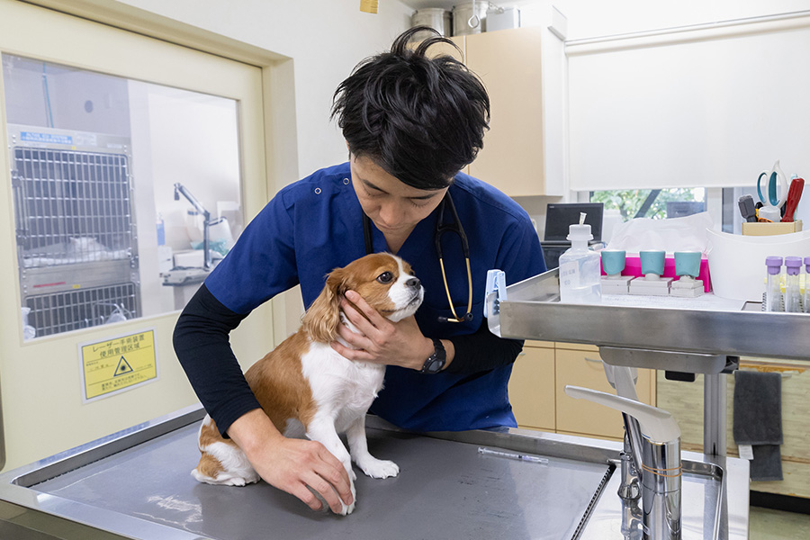 犬の検査を行う空港通りの動物病院院長の写真