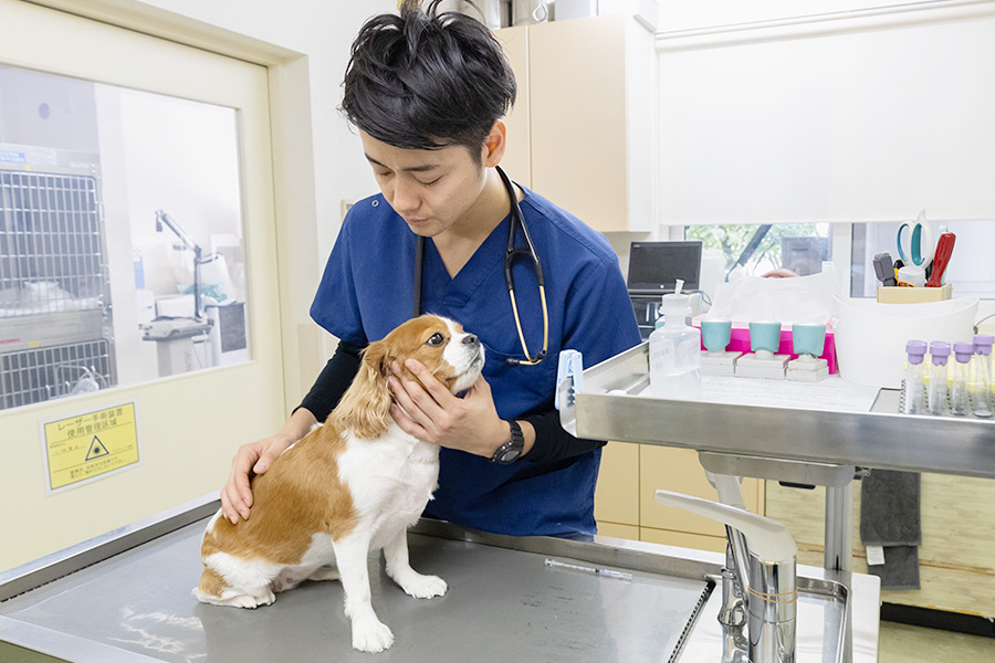 犬の治療をする空港通りの動物病院院長の写真