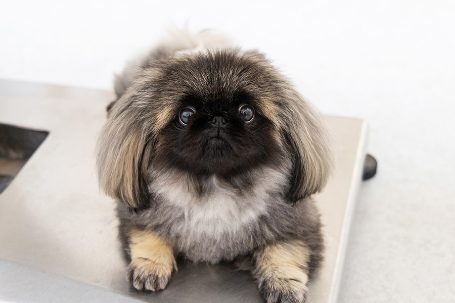 空港通りの動物病院の診療台に乗ってカメラ目線をする犬の写真