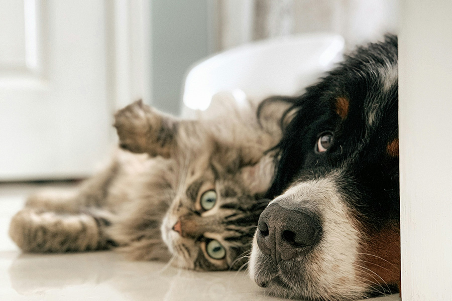 犬と猫が寄り添っている写真