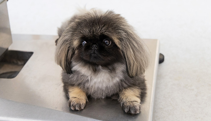 空港通りの動物病院の診察台で座る犬の写真