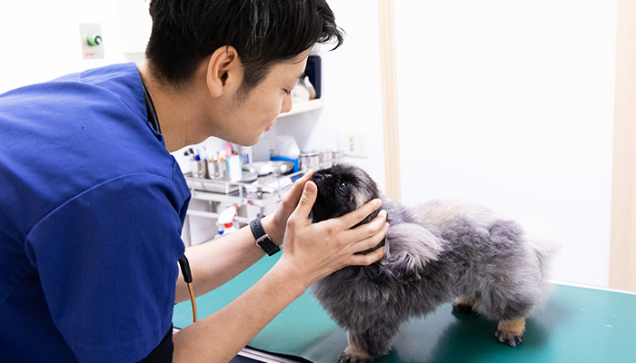 空港通りの動物病院院長が犬の顔をチェックしている写真