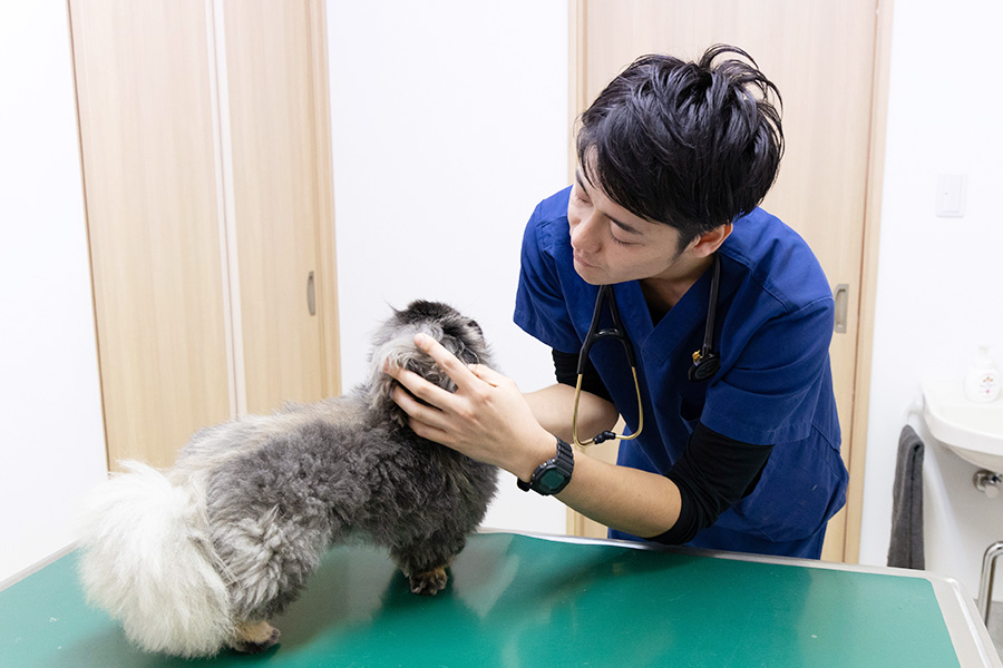 空港通りの動物病院の院長が犬を診察している様子の写真