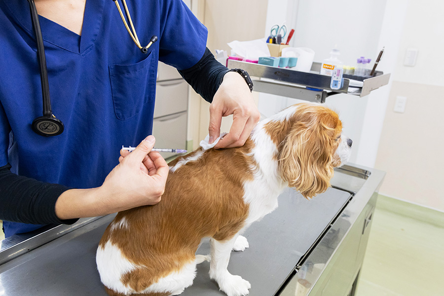 犬が予防接種を受けるイメージの写真