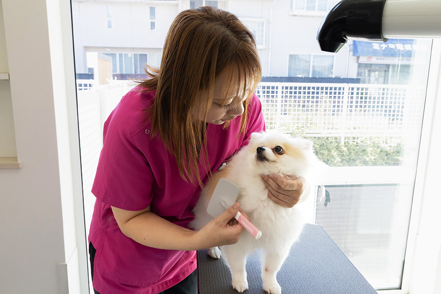 空港通りの動物病院のスタッフが犬のブラシングをしている写真