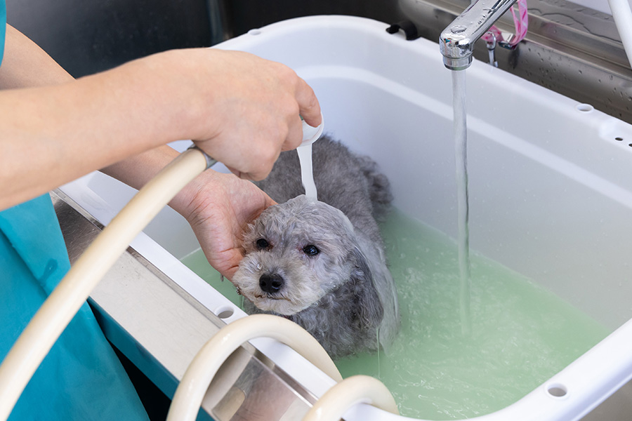 マイクロバブルウォッシュでシャンプーされている犬の写真